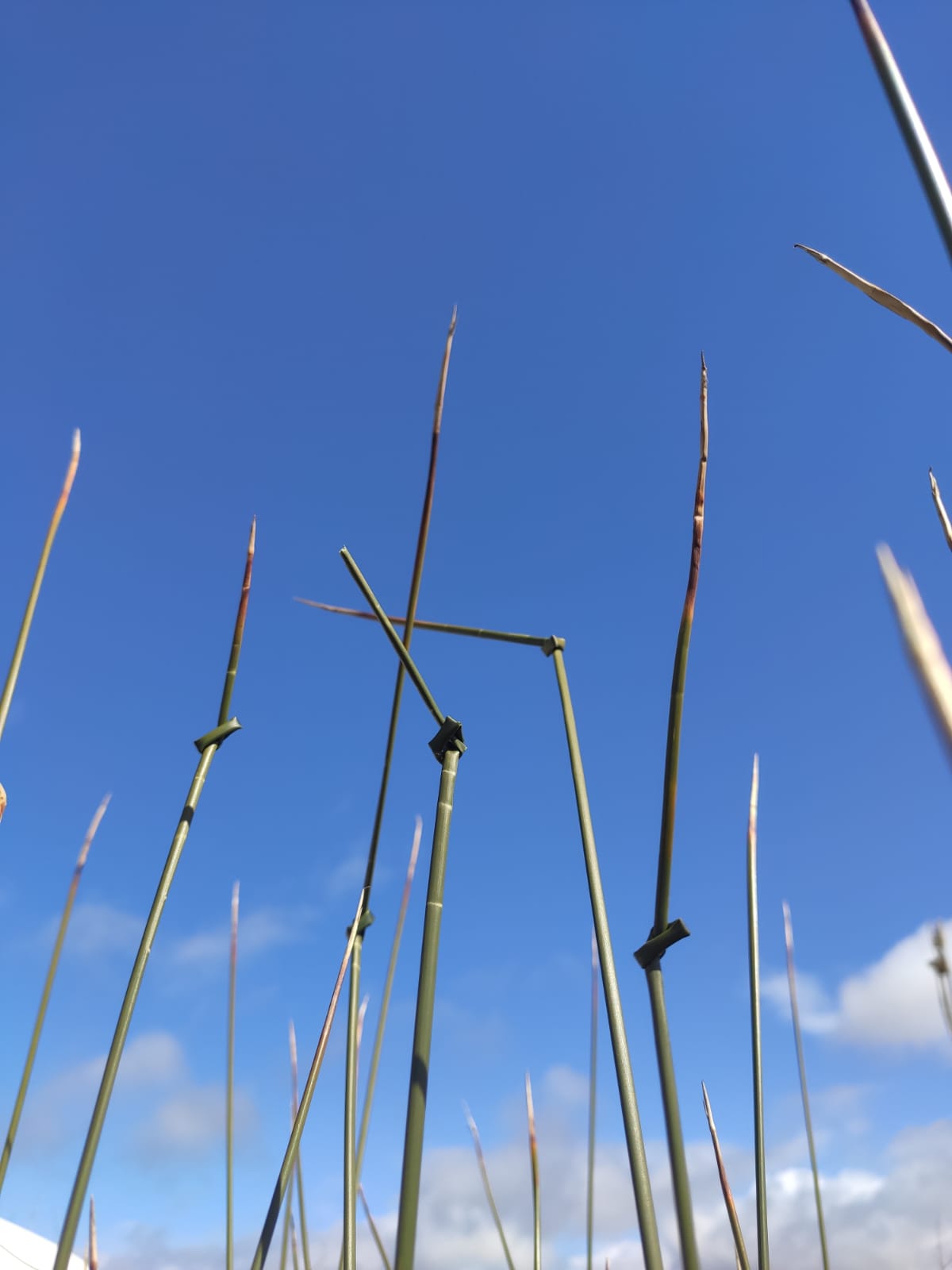 You are currently viewing Vivace resucita la fuente de los nudos